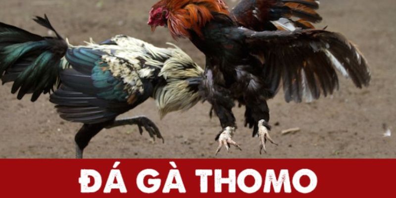 Đôi nét tổng quan về đá gà Thomo đang làm mưa làm gió hiện nay